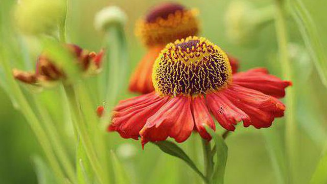 11 loại hoa nên trồng ở khu vườn nhà bạn trong mùa thu