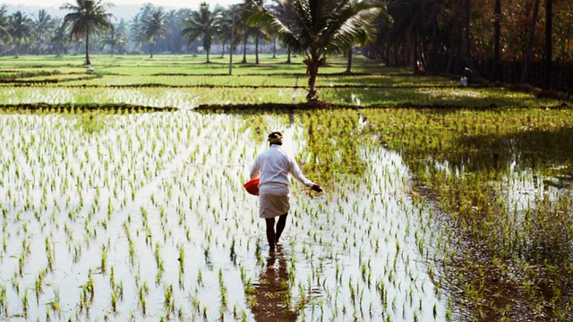 Giống lúa mới mở ra giải pháp cho tình trạng thiếu lương thực toàn cầu