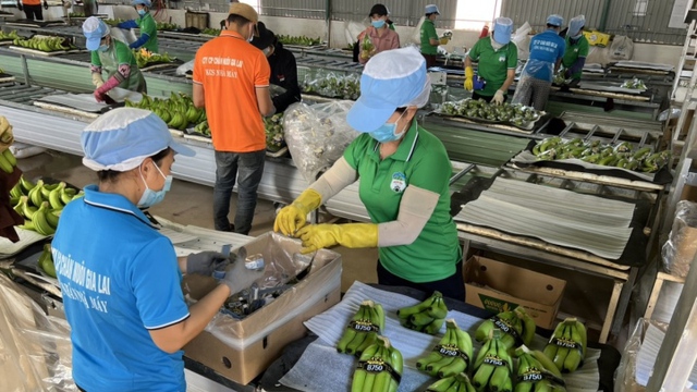 Khát vọng tỷ USD từ trồng chuối, nuôi heo của đại gia Việt