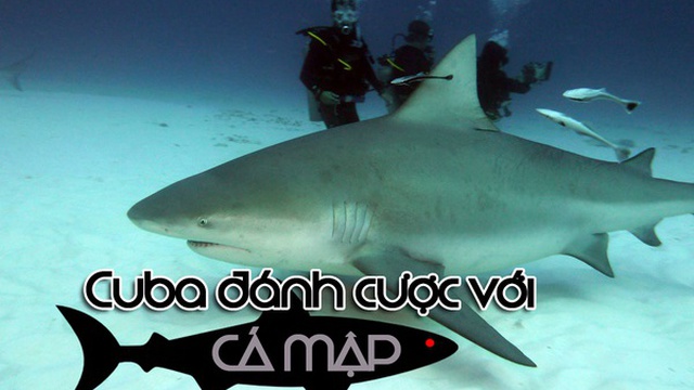 Cuba đánh cược với… cá mập