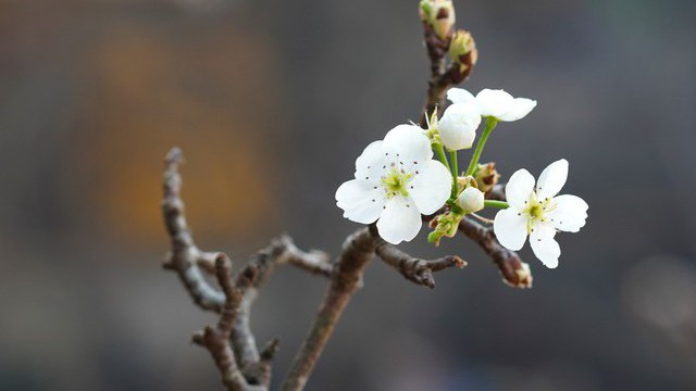 Người Hà Nội chi bạc triệu cho thú chơi hoa lê sau Tết