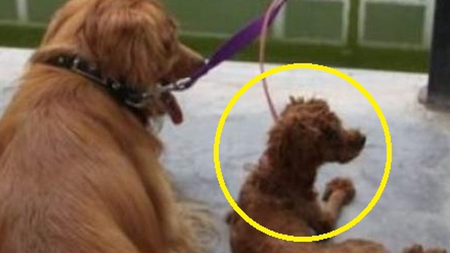 Nhà nuôi chó Golden và chó Poodle, chủ ngỡ ngàng trước kết quả của cuộc tình “vụng trộm”