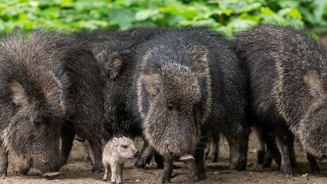 Vì sao lợn rừng lông kim được coi là loài động vật có vú đặc biệt nhất trên Trái Đất?