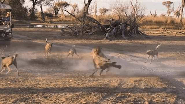 Bị lạc đàn, sư tử rơi vào vòng vây của 15 con chó hoang châu Phi: Sống sót kỳ diệu!