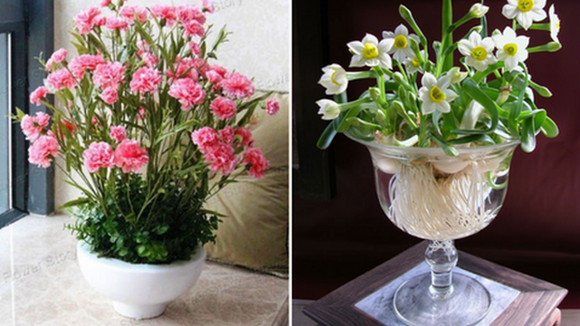 9 loại hoa trồng trong chậu cực đẹp vào mùa xuân
