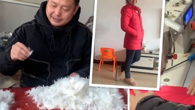 Người đàn ông nuôi cả đàn ngỗng chỉ để may áo khoác tặng vợ