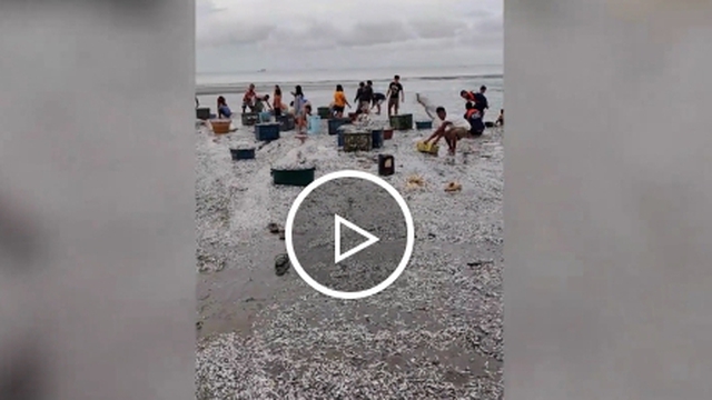 Cá mòi dạt kín bờ biển ở Philippines, dân mang thùng ra thu hoạch