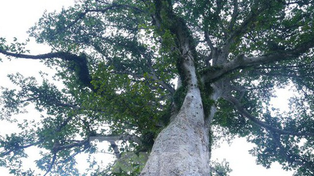 Vẻ đẹp kỳ thú ‘có một không hai’ của cây sui cổ thụ xứ Nghệ