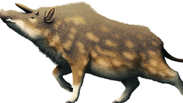 Kubanochoerus gigas: Loài lợn cổ xưa có sừng giống như kỳ lân trong thần thoại