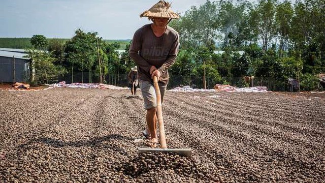Hai tháng 2023: Việt Nam nhập khẩu 130 triệu USD một loại hạt thô từ Campuchia