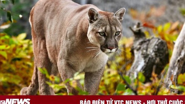 Tắm uyên ương ngoài trời, cặp đôi bị báo sư tử 'cảnh cáo'