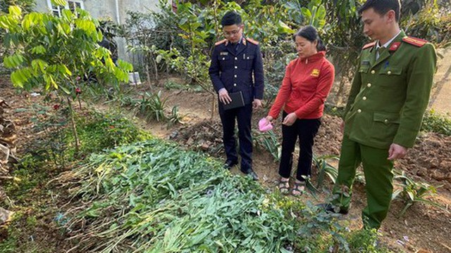 Thu giữ 143kg cây cần sa trong vườn rau nhà dân ở Hải Phòng