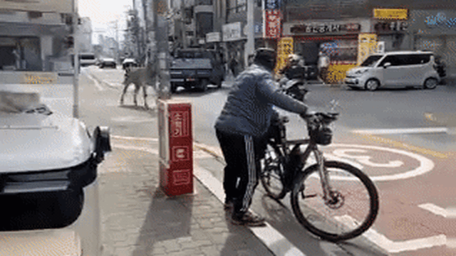 Ngựa vằn xổng chuồng, đi lang thang trên đường phố Seoul