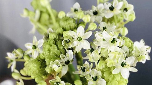 Đang mùa hoa loa kèn nhưng thiên nga mắt ngọc bất ngờ ‘soán ngôi’