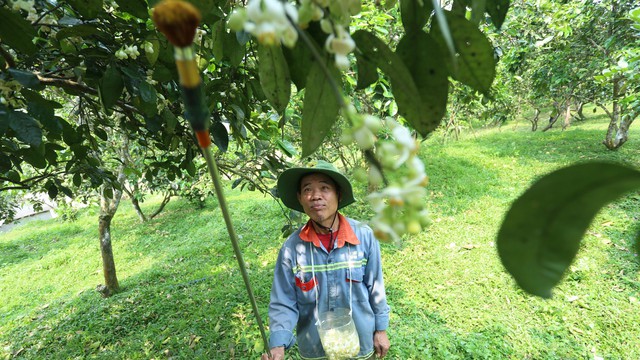 Người nông dân "se duyên" cho bưởi đặc sản ở Hà Tĩnh