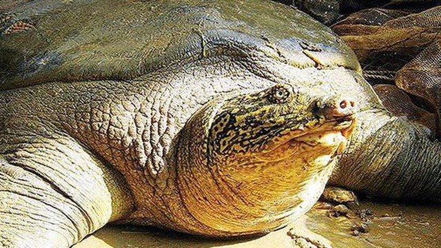 Rùa Hoàn Kiếm chết là 'đòn' giáng mạnh vào nỗ lực bảo tồn