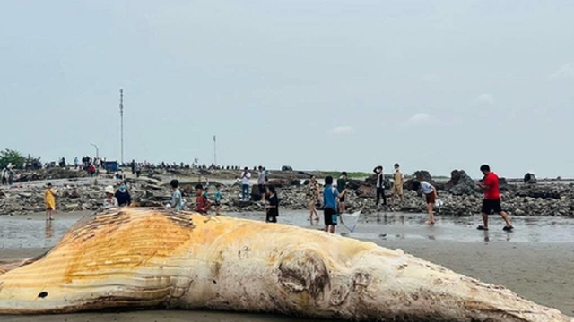 Xác cá voi dài hơn 10 m, nặng 5 tấn trôi dạt vào bờ biển