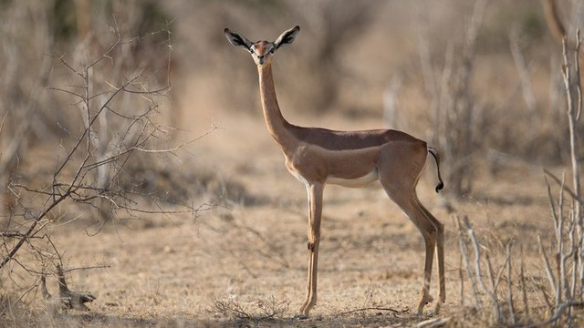 Tại sao linh dương Gerenuk có thể sống mà cả đời không cần uồng nước?