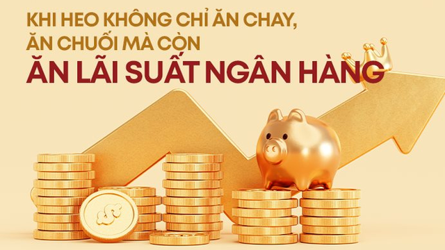 Khi heo không chỉ ăn cám, ăn chuối mà còn ăn cả "lãi" ngân hàng