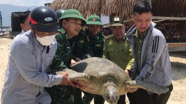 Rùa biển cực quý hiếm nặng 100kg bơi lạc vào khu vực đầm phá Thừa Thiên - Huế