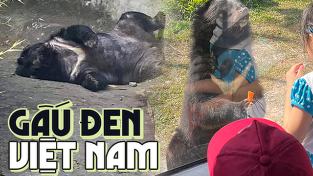 Muốn xem gấu đen ở Việt Nam cần đến những nơi nào?
