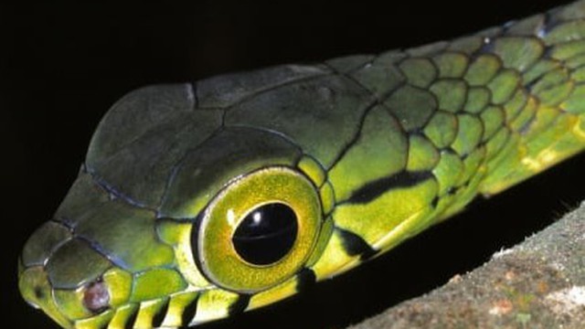 Hình ảnh kì lạ về loài rắn có đôi mắt to nhất thế giới