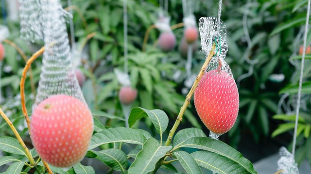 Xoài cát đỉnh cao của Việt Nam giá 30.000 đồng/kg còn đây là cách một người nông dân tạo ra loại xoài 'mặt trời trong tuyết' giá hơn 5 triệu/quả, ra hàng đến đâu hết sạch đến đó