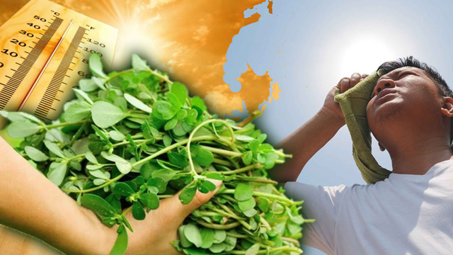 Mùa hè ăn nhiều loại rau này vừa giải độc, thanh nhiệt, hạ huyết áp, vừa là “món trường sinh” mà ít ai biết