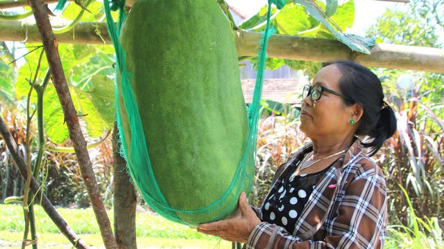 “Đã mắt” ngắm những trái bí đao “khổng lồ” ở bàu Chánh Trạch