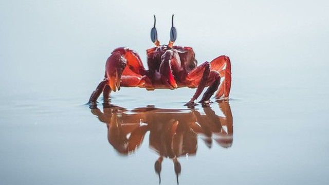 Vì sao ngày càng có nhiều loài động vật tiến hóa để thành cua?