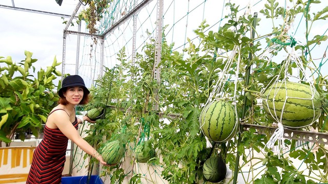 Mẹ đơn thân sở hữu khu vườn sân thượng trĩu quả ngay giữa Sài Gòn