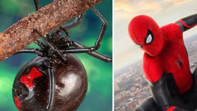 Cho nhện cắn để trở thành Spider-Man, cậu bé 8 tuổi phải nhập viện