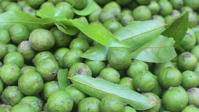 Quả sấu thải độc, giải rượu, tăng cường tiêu hoá