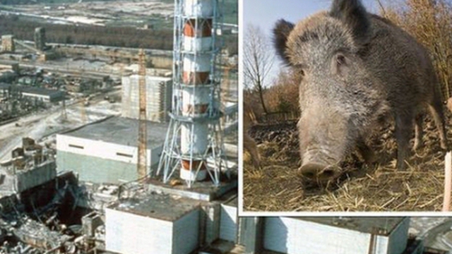 Thảm họa hạt nhân Chernobyl: Vì sao lợn rừng tại Tây Âu vẫn nhiễm phóng xạ sau 37 năm?