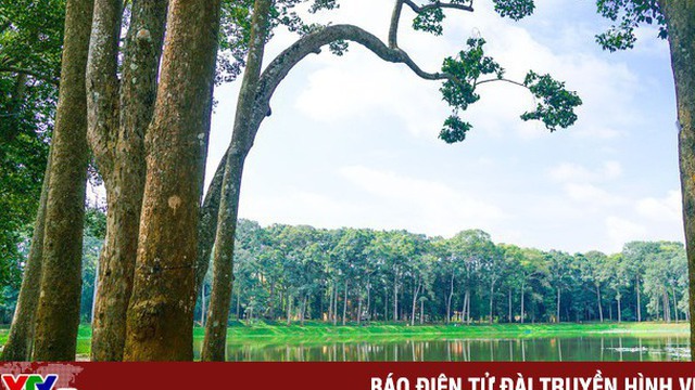Rừng cổ thụ “độc nhất” giữa thành phố ở Việt Nam