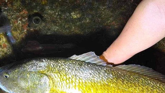 Tin mới vụ ngư dân Cửa Lò bắt được cá nghi sủ vàng quý hiếm
