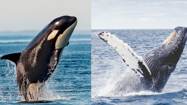 Thói quen lạ lùng của loài cá voi lưng gù: Thích "làm anh hùng" cứu sống con mồi trong cuộc đi săn của cá voi sát thủ