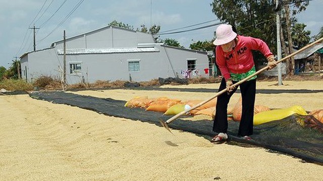 Được mùa được giá, 'hạt vàng' của Việt Nam đang được một quốc gia châu Phi cực ưa chuộng, xuất khẩu tăng hơn 3.000% trong 8 tháng đầu năm
