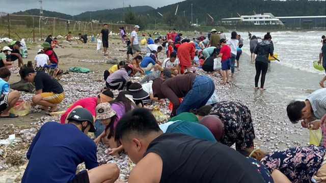 'Lộc biển' dạt vào bờ, người dân Cửa Lò phấn khởi mang bao tải ra nhặt