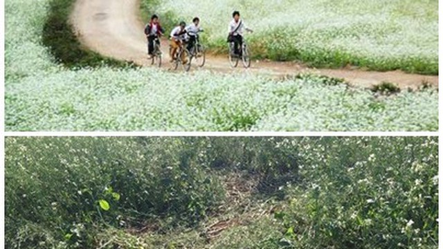 Nông dân Mộc Châu gửi thư "mắng" dân phượt vô ý thức