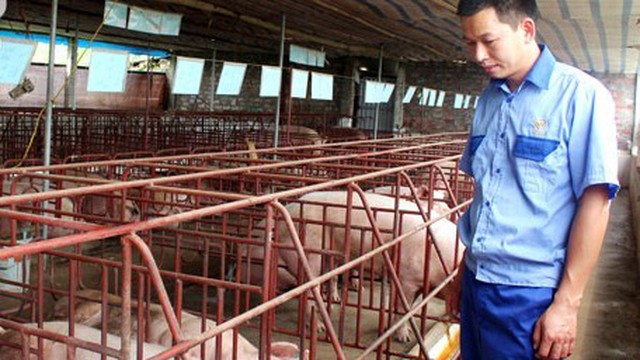 Cử nhân Kinh tế bỏ lương 400 triệu/năm về quê… nuôi lợn