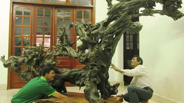 Gốc cây huyền sử ngàn năm giá tiền tỷ của đất Việt