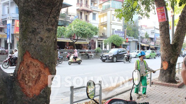 Hà Nội: Những vết thương lạ trên hàng cây xà cừ ở đường Lê Duẩn