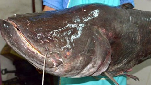 Loài cá chậm chạp, dài tới hơn 2m rất hiếm gặp ở Việt Nam