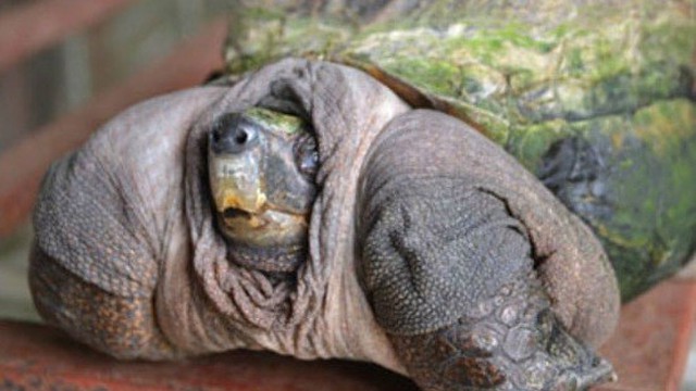 Con rùa kỳ lạ đem lại may mắn cho chủ nhân ở Tiền Giang