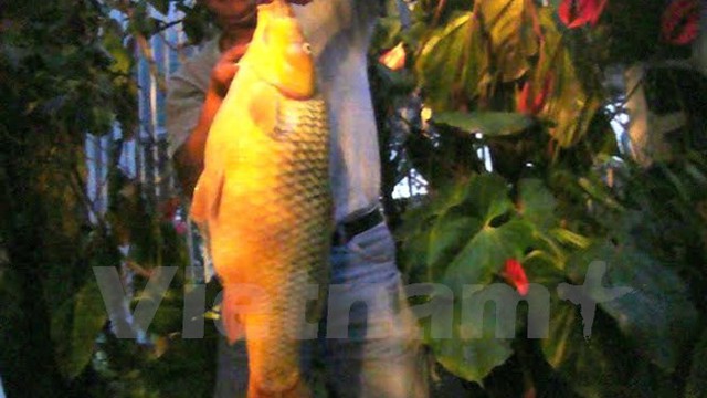 Câu được con cá chép vàng khổng lồ nặng hơn 10kg ở Lâm Đồng