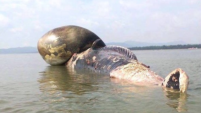 Cận cảnh cá voi "khủng" nổi trên biển ở Nghệ An