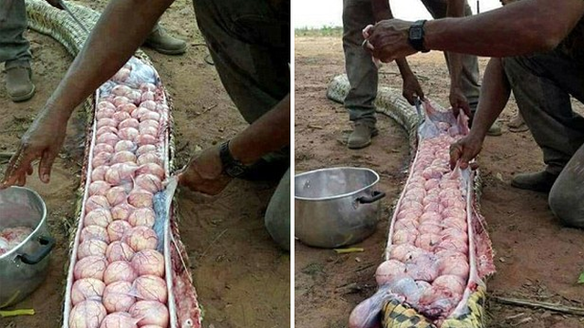 Tưởng trăn nuốt sống bê nhà nuôi, người dân rạch bụng con vật và phát hiện sự thật bất ngờ