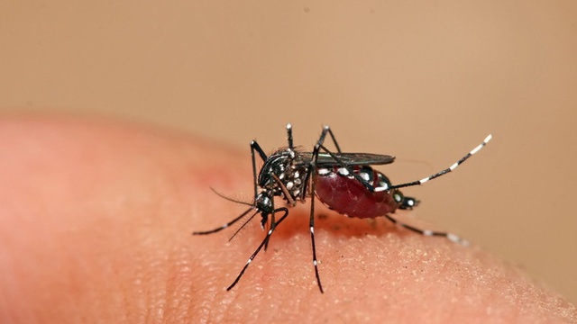 Nếu còn nhầm lẫn sốt xuất huyết với sốt virus, sốt thường, bạn đừng vội bỏ qua những thông tin này