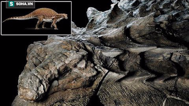 Giải mã hóa thạch quái vật mệnh danh "xe tăng 4 chân": Lớp "áo giáp" còn nguyên vẹn